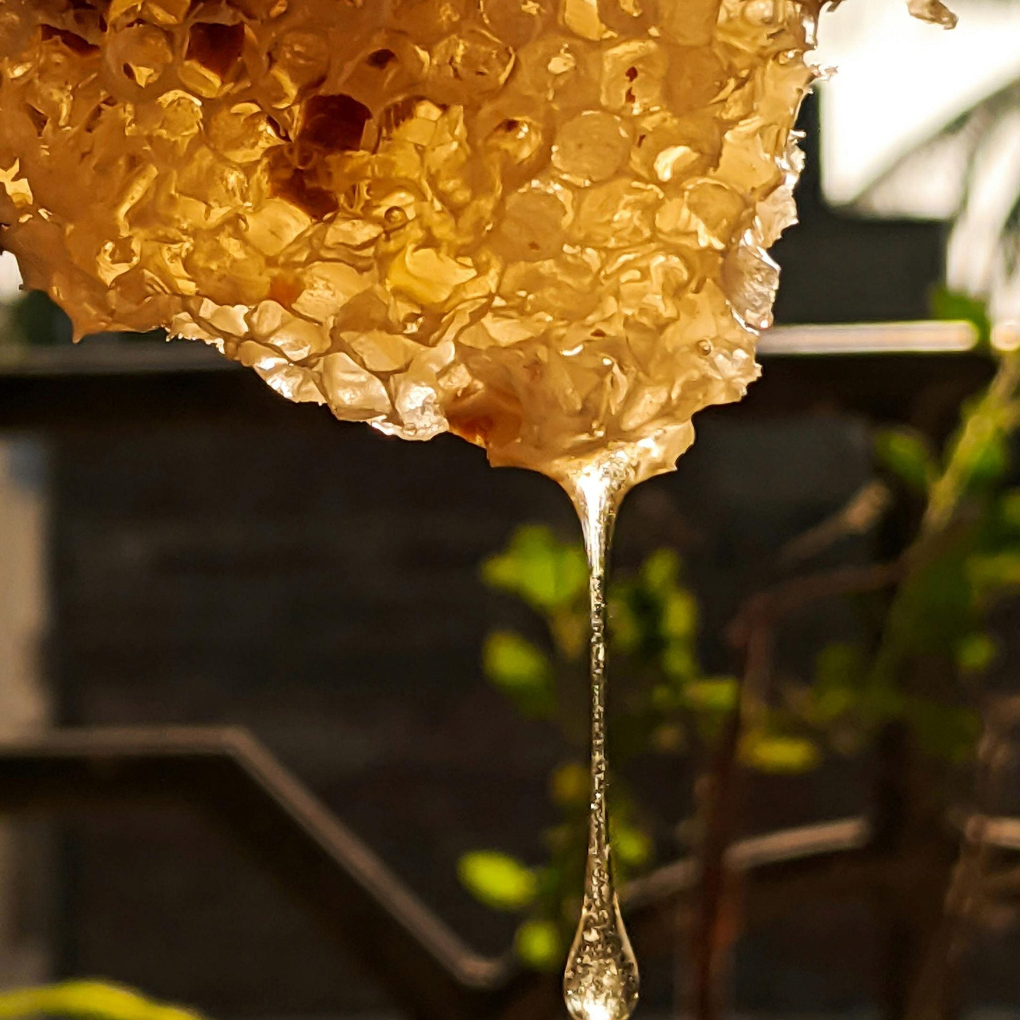 NKDAPE HoneyTrap Parfume 50ml